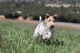 FOX TERRIER 192